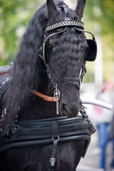 Black friesian horse carriage driving harness outdoor