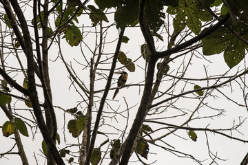 A toucan of the tropical raionforest in Mindo, Ecuador © benicoma