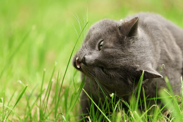 big gray cat eat grass outdoors