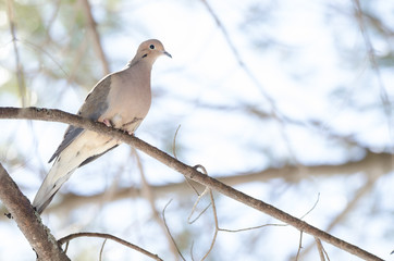 Mourning Dove, Turtle Dove (Zenaida macroura) resting on a tree branch in morning stillness. ...