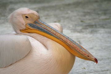 Pélican