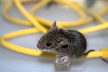 House mouse and wires