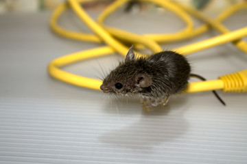 House mouse and wires