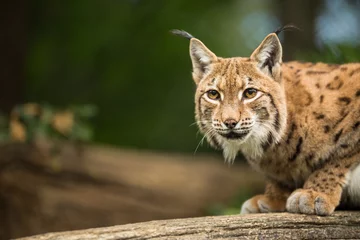 Abwaschbare Fototapete Luchs Eurasischer Luchs (Lynx lynx)