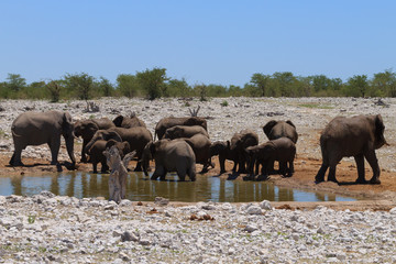 Obraz na płótnie Canvas Herd of elephants