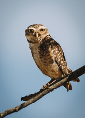 Owl
