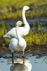Fototapeta premium 佇む白鳥