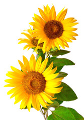 Bouquet of sunflowers