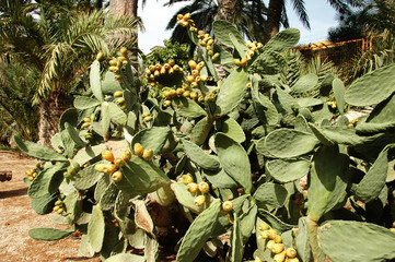 Prickly pear fruit