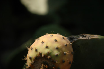 Prickly pear fruit