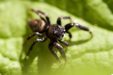 Spider sitting on a green leaf.