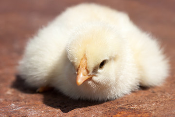Portrait of a few days old chicken.