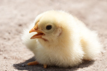 Portrait of a few days old chicken.