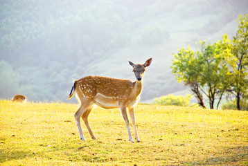 Naklejka premium deer in Cabarceno, Spain