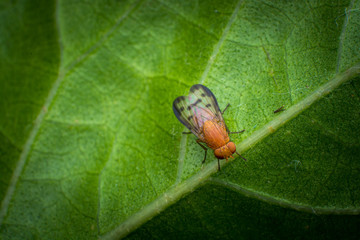Mosca en una flor