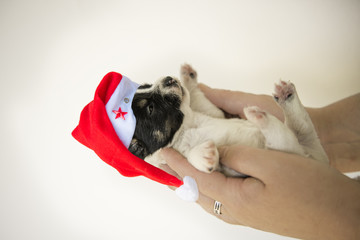 christmas  puppy - 14 days old - Jack Russell Terrier 