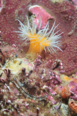 Open white-striped anemone Anthothoe albocincta among other encrusting life forms.