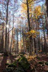 vertical view of autumnal foliage in the forest