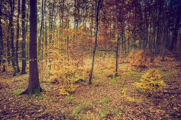 Fall forest in vintage colors