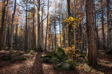 AUTUMNAL FOREST WITH  FOLIAGE