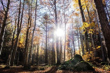 AUTUMNAL foliage IN THE FOREST