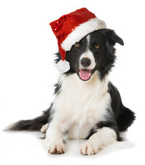 Border Collie mit Weihnachtsmütze
