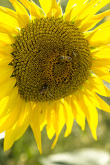 Honeybees collects pollen from sunflower