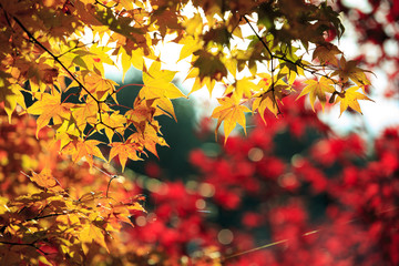 紅葉　紅葉