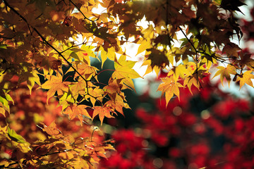 紅葉　紅葉