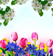 Blossoming branch apple. Bright colorful spring flowers. tulip; iris.