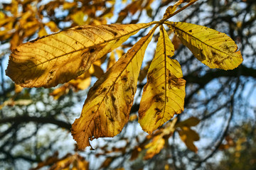 Dropping maple leaf during autumn in the city park in Poland.