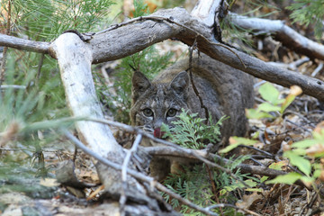 Bobcat hunting