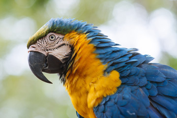 Macaw