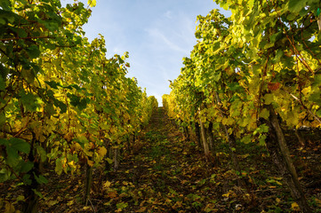 vineyards at the Moselle in Germany