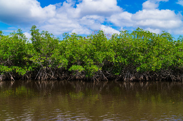 Mangroven in den Everglades, Florida, USA
