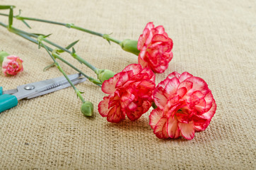 Cut Carnation