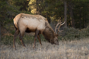 Elk in Jasper Nat. Park