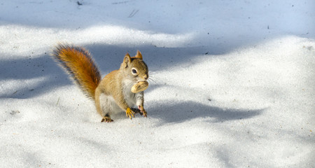 Fiery orange stripe Red squirrel comes out and forages for food under corn snow.  Woodland critter takes advantage of a warm springtime day.