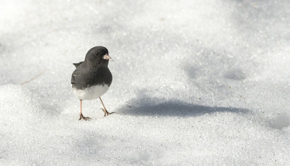 Dark Eyed Junco, Junco hyemalis Order: Passeriformes Family: EMBERIZIDAE
Little bird casting a shadow in early springtime cornsnow, observing and surveying his domain.