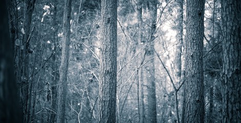 Close up of spooky trees trunks in fall forest