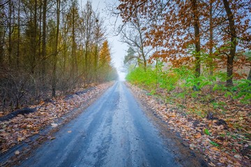 Early winter forest