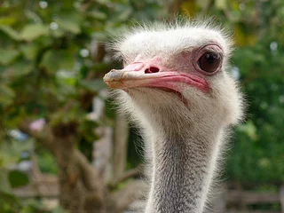 Deurstickers Nieuwsgierig struisvogelhoofd rondkijken © basketmoreira