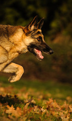 Close up of German Shepherd running through field with fallen leaves