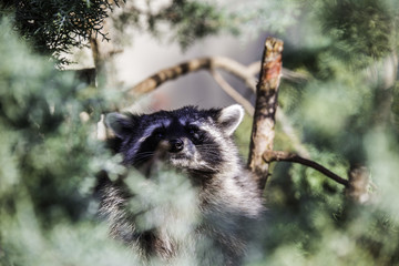 The raccoon's gaze