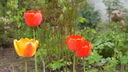Тюльпаны в саду