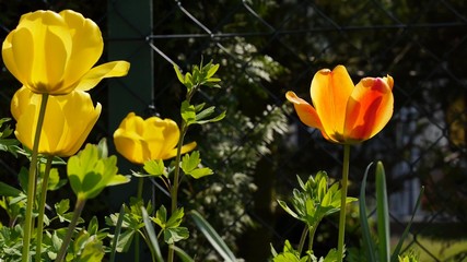 Тюльпаны в саду