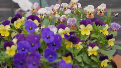 Пестролистные фиалки