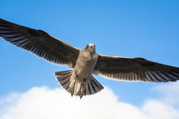 flying bird