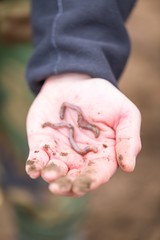 Man hand with earthworm.