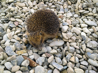 Hedgehog, walking on gravel. Hedgehog on a rock.